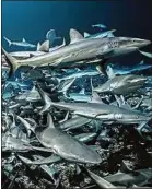  ??  ?? « 700 requins dans la nuit » sera diffusé samedi à 20 h 50 sur Arte.