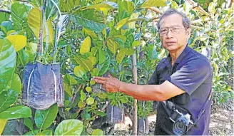  ??  ?? NEW AND IMPROVED: Plant explorer and PhD Piya Chalermgli­n shows how his innovative method of grafting fruit trees has made life easier for nurserymen in Prachin Buri.