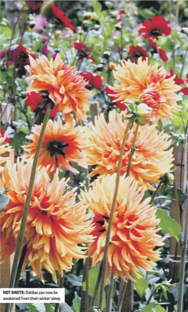  ?? ?? HOT SHOTS: Dahlias can now be awakened from their winter sleep.