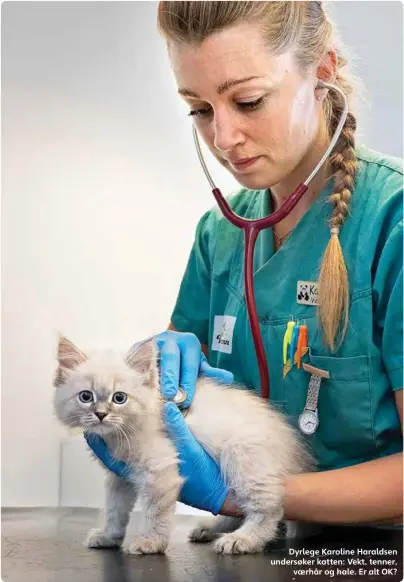  ??  ?? Dyrlege Karoline Haraldsen undersøker katten: Vekt, tenner, vaerhår og hale. Er alt OK?