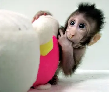  ?? Sun Qiang and Poo Muming/Chinese Academy of Sciences via AP ?? In this undated photo provided by the Chinese Academy of Sciences, cloned monkey Zhong Zhong sits with a fabric toy. For the first time, researcher­s have used the cloning method that produced Dolly the sheep to create two healthy monkeys, potentiall­y...