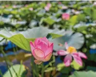  ?? ?? Blühender Lotus steht im Flussdelta der Wolga – die Pflanze bildet an vielen Stellen ganz Teppiche.