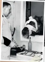  ??  ?? RIGHT At this rest home for horses, one injured patient drops by for a check up. February 1941