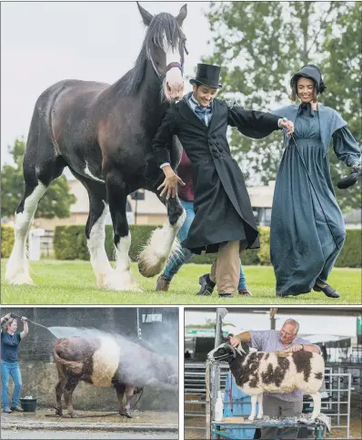  ?? PICTURES: JAMES HARDISTY. ?? FINAL TOUCHES: Models Ronan Carter and Isabelle Mason, top, in period dress with a Clydesdale horse; above left, Judith Cowie washes down her Red Belted Galloway while Geoff Wood, above right, clips a shearling Jacob sheep. Inset, Laura Clark, from...