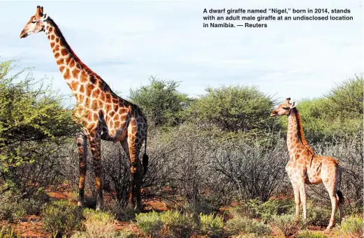  ??  ?? A dwarf giraffe named “Nigel,” born in 2014, stands with an adult male giraffe at an undisclose­d location in Namibia. — Reuters