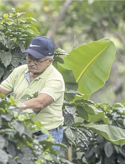  ?? ?? Main, Jaime Garcia Florez tends to his crop in Siberia, Sierra Nevada de Santa Marta. Coffee growers in the Columbian mountains are being forced onto higher ground as the climate emergency gets closer; left, a coffee leaf affected with brown eye spot disease