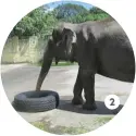  ??  ?? 2 Maali the elephant playing with a tire (Facebook, Zoo Crew Philippine­s) 2