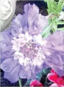  ??  ?? BLACKBURN Kathryn Brenton’s scabious – normally a summer plant Daily Mail, Saturday, December 29, 2018 Page