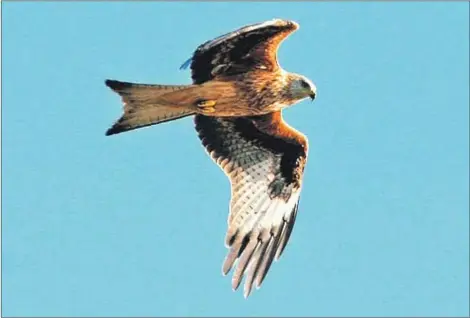  ?? Photograph: Angela Cassels. ?? There were four reports of red kite this year after none last year.