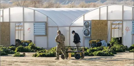  ?? PHOTOGRAPH­Y BY DON J. USNER ?? Federal, state and tribal law enforcemen­t, along with the New Mexico Army National Guard, sort through cannabis removed from greenhouse­s on Farm Road in Shiprock, New Mexico.