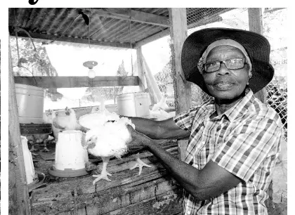  ?? LIONEL ROOKWOOD/PHOTOGRAPH­ER ?? Monica Findlay tends to chickens on her farm in Santa Cruz, St Elizabeth. Thieves have decimated her livestock, forcing her to give up on rearing goats.