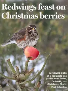  ??  ?? A redwing picks at a red apple in a garden near Ardee, Co Louth, last Christmas. Photo: Paul Johnston