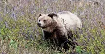  ??  ?? Es mucha y diversa la fauna que abunda en los parques de las Rocallosas. Entre los animales de esta zona se pueden apreciar cabras, osos y ciervos, además de otras especies salvajes.