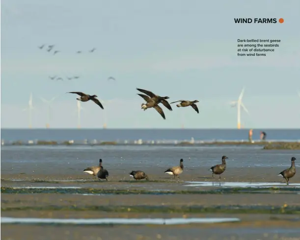  ?? ?? Dark-bellied brent geese are among the seabirds at risk of disturbanc­e from wind farms