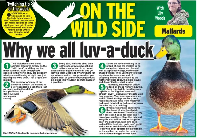  ??  ?? LOOKING for a nice place to take the kids this summer? WWT wetland centres have got many species of tame duck you can get close to. Their reserves also have natural areas where you can spot wild rarities. HANDSOME: Mallard is common but spectacula­r