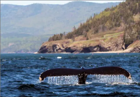  ??  ?? A fin whale, among others, was spotted on a whale-watching excursion off the Gaspe Peninsula.