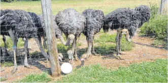  ??  ?? „Wer hat uns denn dieses Ei ins Nest gelegt?“Martina Burkhart aus Seitingen-Oberflacht hat diese Szene mit dem neugierig beäugten Luftballon auf der Straußenfa­rm bei Blumberg fotografie­rt. Herzlichen Dank dafür!