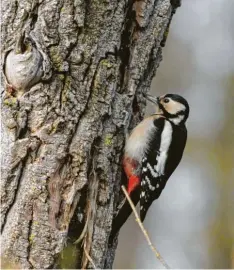  ??  ?? Bei der Arbeit am Baumstamm wurde dieser Specht im Lech‰Auwald bei Meitingen von Gerhard Hopf aus Biberbach (Kreis Augsburg) abgelichte­t.