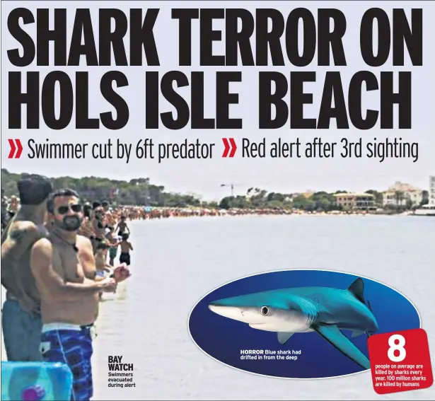  ??  ?? BAY WATCH Swimmers evacuated during alert HORROR Blue shark had drifted in from the deep