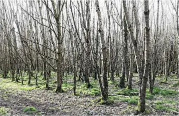  ?? ?? There is about 30ac of mixed forestry on the farm — 60pc hardwood and 40pc softwood