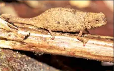  ?? — AFP photo ?? An undated handout photo shows the ‘Brookesia nana’ chameleon.