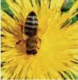  ?? Archivfoto: Ulrich Weigel ?? Süß: Um Bienen und Honig geht es beim Ökomarkt.