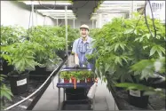  ?? Brian A. Pounds / Hearst Connecticu­t Media file photo ?? Head production manager Dain Colandro takes cuttings of new medical marijuana strains at Advanced Grow Labs in West Haven in 2015.