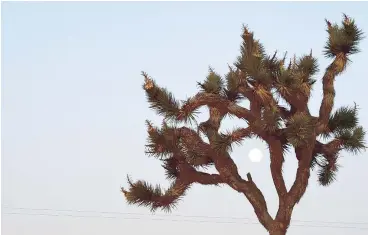  ?? — GETTY IMAGES FILES ?? The moon shining through a Joshua Tree before dawn in the Mojave Desert. The sky and the stars are on magnificen­t display for nature lovers to enjoy.