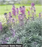  ??  ?? Erysimum ‘Bowles Mauve’ Andrew Collyer provides a garden design, consultanc­y and
planting service. He can be contacted by emailing
andrewcoll­yer@eircom.net