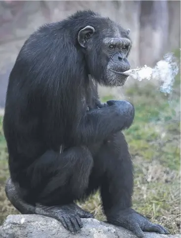  ?? Picture: AP ?? CRUEL HABIT: Chain-smoking Dallae lights up another cigarette at her North Korean zoo.