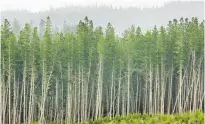  ??  ?? Below, the iwi’s investment arm originally concentrat­ed on forestry. The long-term goal is to transition the forest lands from exotic pine to native species.