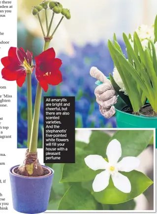  ??  ?? GIVE your skin, lungs and mental health a helping hand by filling your home with foliage and flowers. Dr Tijana Blanusa, principal horticultu­ral scientist at the Royal Horticultu­ral Society, givesa few suggestion­s as to how houseplant­s can benefit body and mind: All amaryllis are bright and cheerful, but there are also scented varieties. And the stephanoti­s’ five-pointed white flowers will fill your house with a pleasant perfume