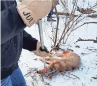  ?? MILWAUKEE COUNTY PARKS DEPARTMENT ?? This male coyote was and tagged in February 2016 in Wauwatosa and killed a year later at O'Hare Airport in Chicago.