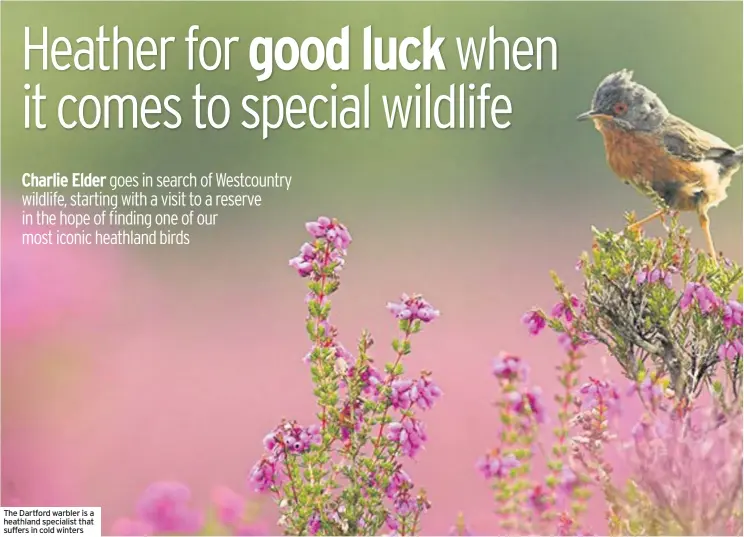  ??  ?? The Dartford warbler is a heathland specialist that suffers in cold winters