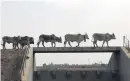  ?? Picture: Cebile Ntuli ?? RURAL WORLD. A herd of cattle cross a bridge near Soweto.