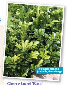  ??  ?? This laurel makes a fantastic, dense hedge