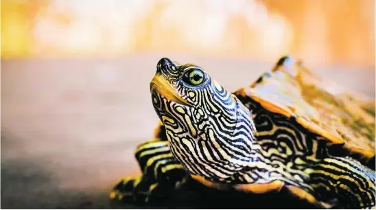  ?? WIKIMEDIA ?? Las tortugas ayudan a seguir el rastro evolutivo de la voz
