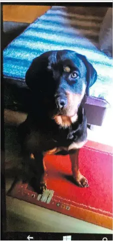  ??  ?? Rottweiler Joey wurde nach der Beißattack­e eingeschlä­fert