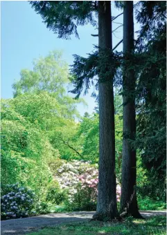  ??  ?? CLOCKWISE FROM TOP LEFT Oregon pines (also called Douglas fir) Pseudotsug­a menziesii the ‘Twin Towers’, with pink rhododendr­ons ‘Venus’ and ‘Irene Stead’ by the side driveway; hazelnut walk, with bluebells; winding branch structure under rhododendr­ons after pruning; trees beside the pond, left to right: Cut-leafed alder, maple Acer platanoide­s 'Walderseei', larch, and paperbark birch.