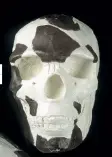  ?? ?? A reconstruc­tion of the Omo I skull discovered in 1967