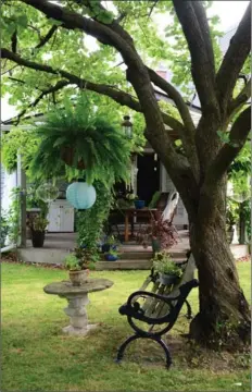  ??  ?? The sculptural apricot tree acts as an anchor for the whole backyard. A covered deck attached to the house is used for big dinners, parties and even wine tastings. The patio doors help blur the lines between indoors and out.