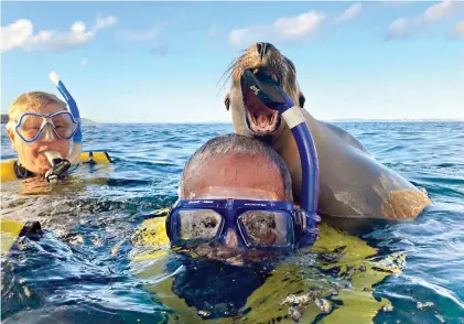  ?? Photo by Alex Pulaski for The Washington Post. ?? A sea lion pup frolics with Anthony Como and June M. Como of Staten Island during a snorkel outing at Los Islotes. Guides cautioned the snorkelers to be watchful for aggressive adult males.