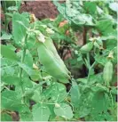  ?? DEAN FOSDICK VIA AP ?? Peas are among the best self-pollinated plants to use for seed saving since their offspring will be dependable.