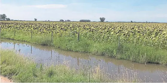  ??  ?? Agua.
Dada las condicione­s de los lotes en Santa Fe, se debe utilizar cosechador­as de la clase 4 a la 7 para la cosecha de la oleaginosa.