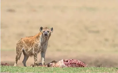  ??  ?? Laughing Hyenas, also known as spotted hyenas, are part of recyclers of Savannah along with the vultures