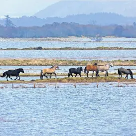  ?? ?? Flooded Horses trying to find some higher ground on the flooded river Spey, by Davie Macdonald