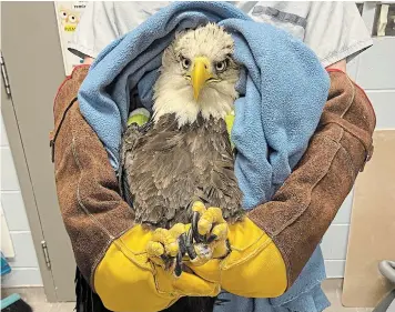  ?? ATLANTIC VETERINARY COLLEGE
THE CANADIAN PRESS ?? The bald eagle that had spinal surgery at the Atlantic Veterinary College hospital in Prince Edward Island after being hit by a car in October 2021 is heading to a new home at Hope for Wildlife in Seaforth, N.S., where he’ll be named “Buddy.”