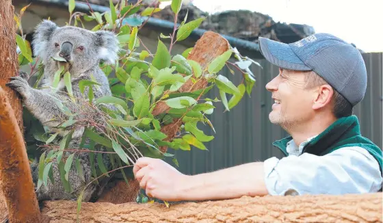  ??  ?? Taronga Zoo keeper Simon Brown tries to feed Ella some freshly picked eucalyptus leaves. Picture: Toby Zerna