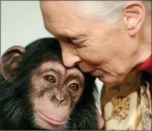  ?? Fot. East News ?? Jane Goodall: To była wielka chwila, pierwszy raz w dziejach dzikie zwierzę dotknęło z własnej woli człowieka