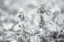  ?? John Locher / Associated Press file ?? Marijuana plants grow at the Desert Grown Farms cultivatio­n facility in Las Vegas. Many employers are dropping marijuana from the drug tests they require of prospectiv­e employees.